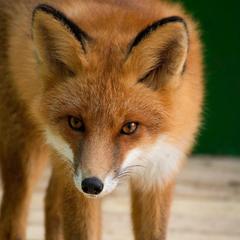 База отдыха Шишки на Лампушке - Финская Калевала, Раздолье, Ленинградская область