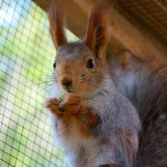 База отдыха Шишки на Лампушке - Финская Калевала, Раздолье, Ленинградская область