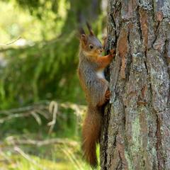 База отдыха Шишки на Лампушке - Финская Калевала, Раздолье, Ленинградская область