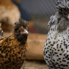 База отдыха Шишки на Лампушке - Финская Калевала, Раздолье, Ленинградская область