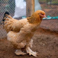 База отдыха Шишки на Лампушке - Финская Калевала, Раздолье, Ленинградская область