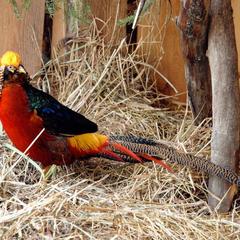 База отдыха Шишки на Лампушке - Финская Калевала, Раздолье, Ленинградская область