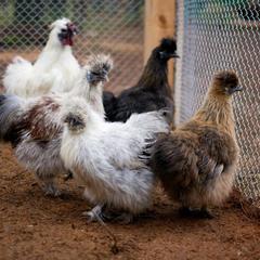 База отдыха Шишки на Лампушке - Финская Калевала, Раздолье, Ленинградская область