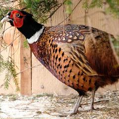 База отдыха Шишки на Лампушке - Финская Калевала, Раздолье, Ленинградская область