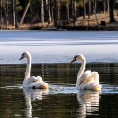 База отдыха Шишки на Лампушке - Финская Калевала, Раздолье, Ленинградская область