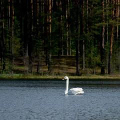 База отдыха Шишки на Лампушке - Финская Калевала, Раздолье, Ленинградская область