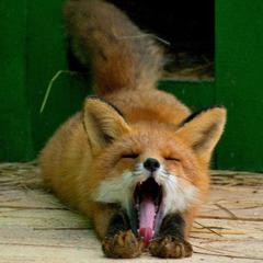 База отдыха Шишки на Лампушке - Финская Калевала, Раздолье, Ленинградская область