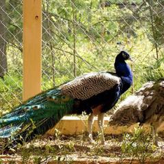 База отдыха Шишки на Лампушке - Финская Калевала, Раздолье, Ленинградская область
