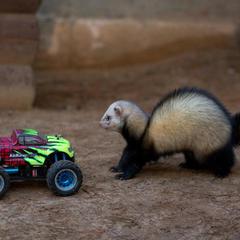 База отдыха Шишки на Лампушке - Финская Калевала, Раздолье, Ленинградская область