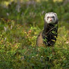 База отдыха Шишки на Лампушке - Финская Калевала, Раздолье, Ленинградская область