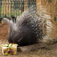 База отдыха Шишки на Лампушке - Финская Калевала, Раздолье, Ленинградская область