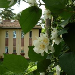 Гостевой дом на Королева, Раменское, Московская область