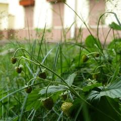 Гостевой дом на Королева, Раменское, Московская область