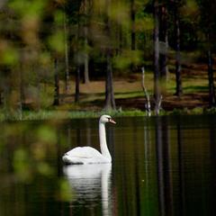 База отдыха Шишки на Лампушке - Финская Калевала, Раздолье, Ленинградская область