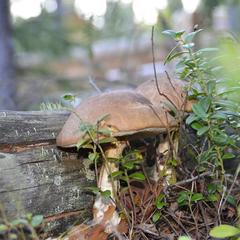 База отдыха Шишки на Лампушке - Финская Калевала, Раздолье, Ленинградская область