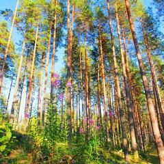База отдыха Шишки на Лампушке - Финская Калевала, Раздолье, Ленинградская область