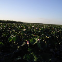 Рыболовно-охотничья база Осетр, Ревин Хутор, Астраханская область