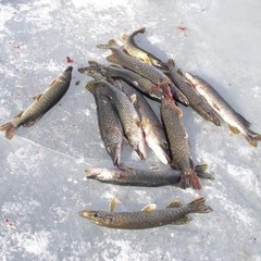 Рыболовно-охотничья база Осетр, Ревин Хутор, Астраханская область