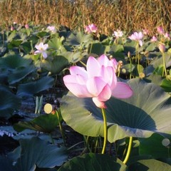 Рыболовно-охотничья база Осетр, Ревин Хутор, Астраханская область