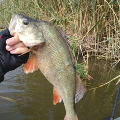 Рыболовная база Удача Плюс, Ревин Хутор, Астраханская область