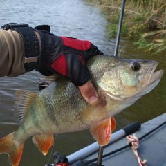 Рыболовная база Удача Плюс, Ревин Хутор, Астраханская область