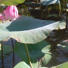 Рыболовная база Удача Плюс, Ревин Хутор, Астраханская область