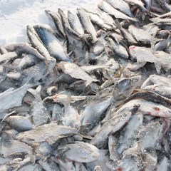 База отдыха Седьмое небо, Речное, Астраханская область