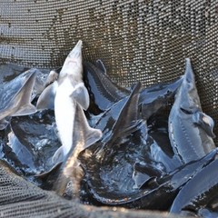 База отдыха Озерный рай, Рогожа, Тверская область