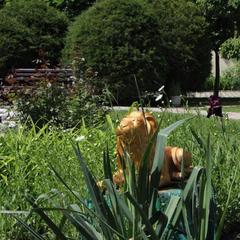 Гостиница Золотой Лев, Ростов-на-Дону, Ростовская область