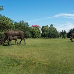 Отель Аэро-Отель, Ростов-на-Дону, Ростовская область