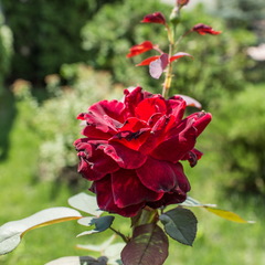 Отель Голубое Озеро, Ростов-на-Дону, Ростовская область