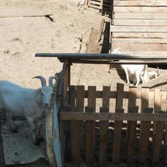 Отель Шале Ростов, Ростов-на-Дону, Ростовская область