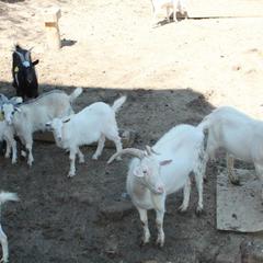 Отель Шале Ростов, Ростов-на-Дону, Ростовская область