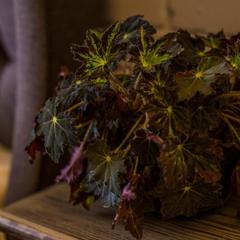 Отель Честный Чехов, Ростов-на-Дону, Ростовская область