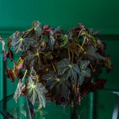 Отель Честный Чехов, Ростов-на-Дону, Ростовская область