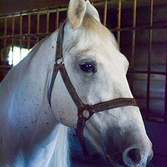 Туристический комплекс Русиново, Русиново, Костромская область