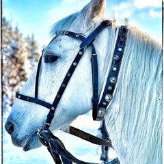 Туристический комплекс Русиново, Русиново, Костромская область