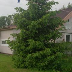 Гостевой дом Зеленый Сад, Рыбачий (Калининградская область), Калининградская область