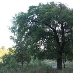 Апартаменты Аграфенина пустонь, Рязань, Рязанская область