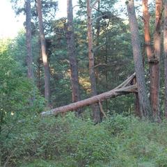 Апартаменты Аграфенина пустонь, Рязань, Рязанская область