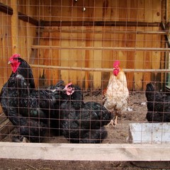 База отдыха Боярская усадьба, Старомайнский район, Ульяновская область