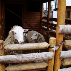 База отдыха Боярская усадьба, Старомайнский район, Ульяновская область