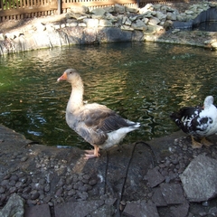 Парк-отель Парк-Отель Дубрава, Самара, Самарская область