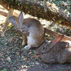 Парк-отель Парк-Отель Дубрава, Самара, Самарская область