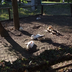 Парк-отель Парк-Отель Дубрава, Самара, Самарская область