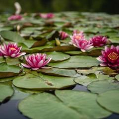 Парк-отель Парк-Отель Озерки, Самара, Самарская область