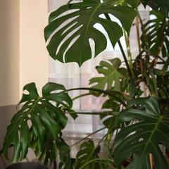 Мини-гостиница Глобус, Санкт-Петербург, Ленинградская область