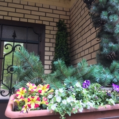 Апартаменты Вернисаж, Санкт-Петербург, Ленинградская область