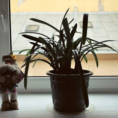 Хостел Кот Матроскинн на Орловском, Санкт-Петербург, Ленинградская область