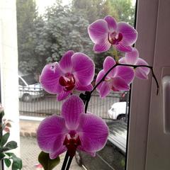 Отель Adele, Санкт-Петербург, Ленинградская область